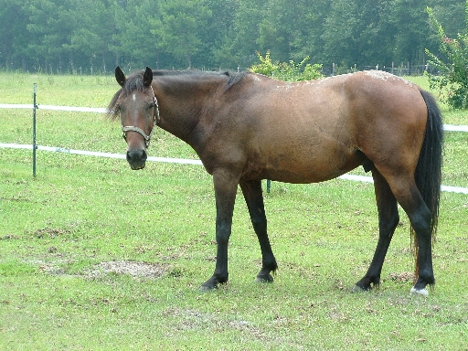 Jacks - bay gelding